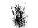 Rye (Secale orientale)
